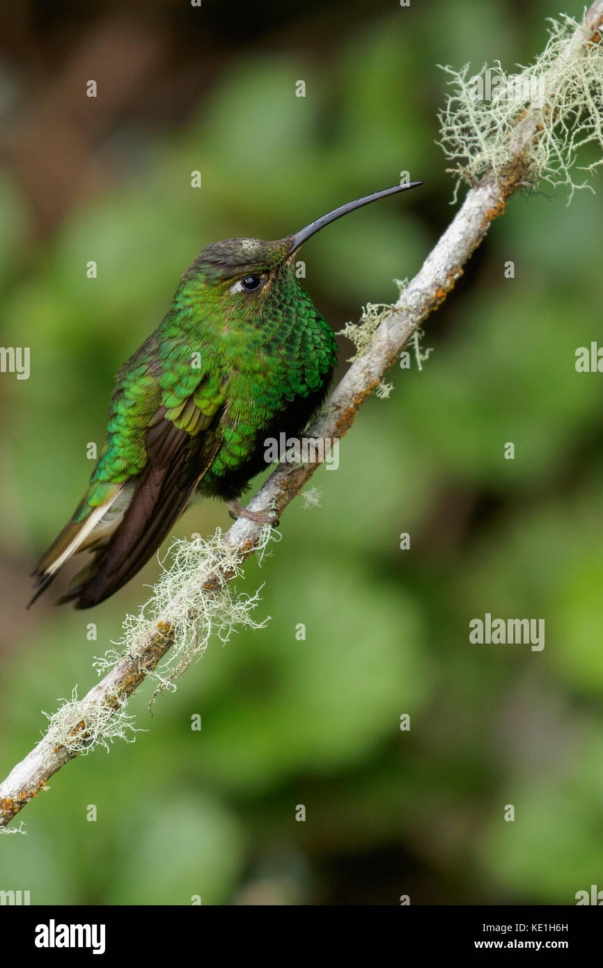 Mountain Velvetbreast (Lafresnaya lafresnayi) perched on a branch in the Andes Mountains of Colombia. Stock Photo