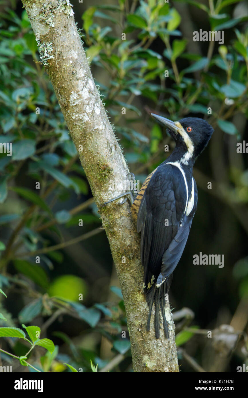 Powerful Woodpecker (Campephilus pollens)  perched on a branch in the Andes Mountains of Colombia. Stock Photo