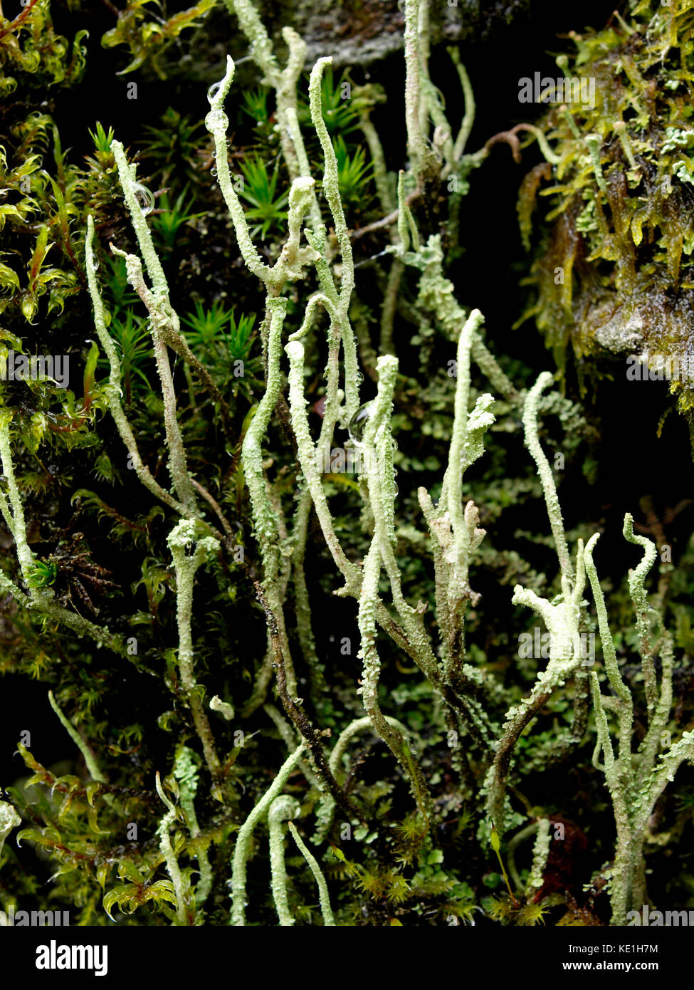 Common Powderhorn Lichen,  Cladonia coniocraea, UK Stock Photo
