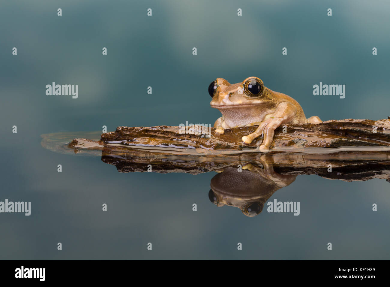 The Mission goldeneyed tree frog or Amazon milk frog (Trachycephalus