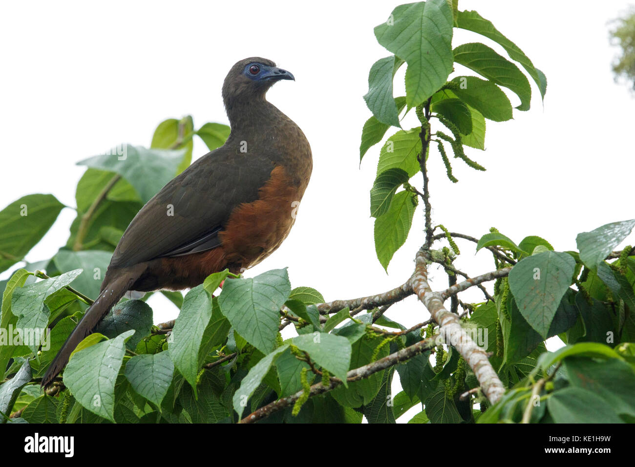 Sickle-winged Guan (Chamaepetes goudotii) perched on a branch in the Andes Mountains of Colombia. Stock Photo