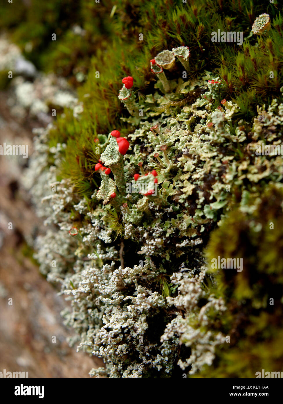 Cladonia cristatella, commonly known as the British soldiers lichen, UK Stock Photo
