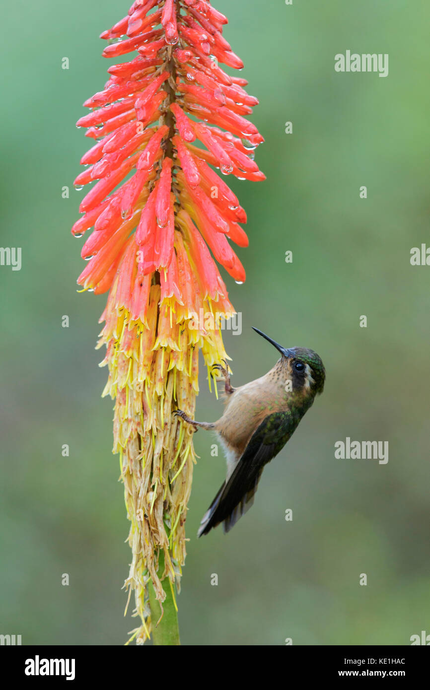 Speckled Hummingbird (Adelomyia melanogenys) perched on a branch in the Andes Mountains of Colombia. Stock Photo