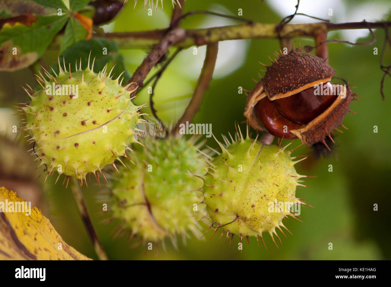 Conkers on Horse Chestnut Tree Stock Photo Alamy