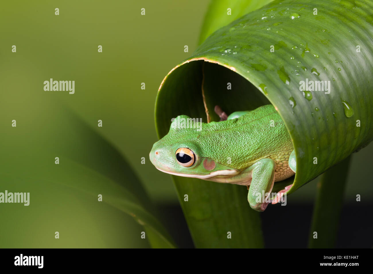 White Lipped tree frog peeking out of a curled leaf Stock Photo