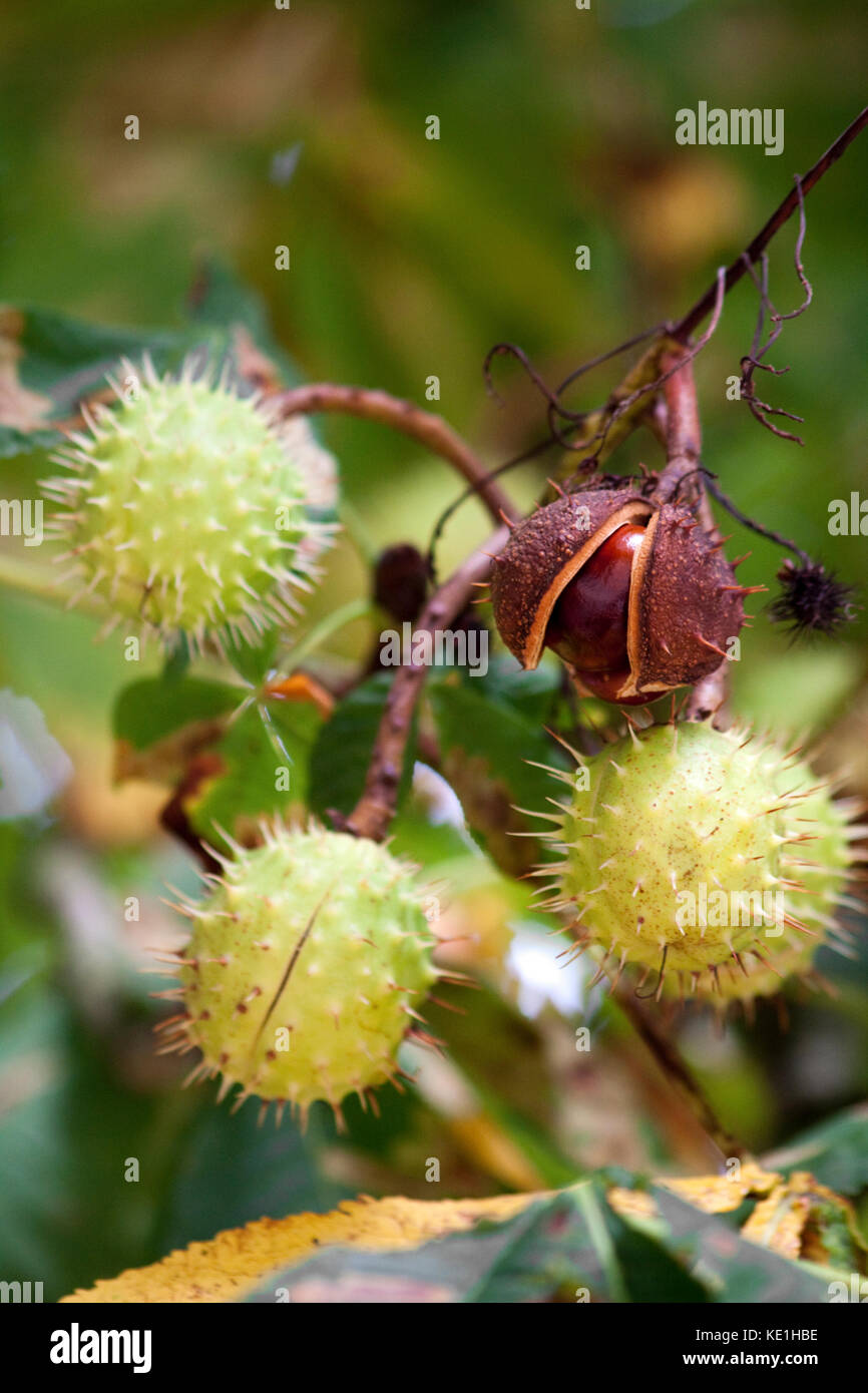 Conkers on Horse Chestnut Tree Stock Photo Alamy