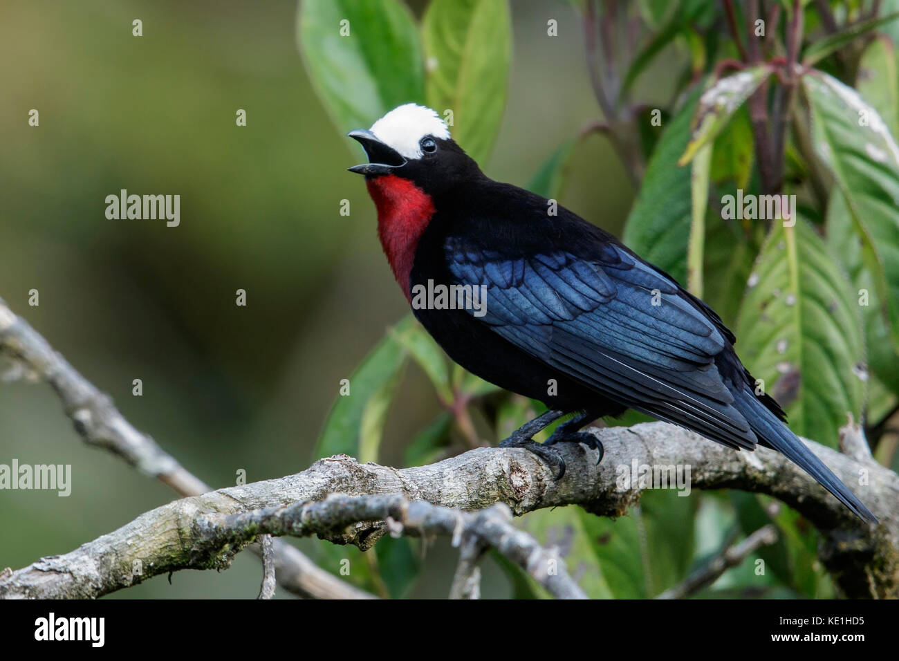 White-capped Tanager (Sericossypha albocristata) perched on a branch in the Andes Mountains of Colombia. Stock Photo