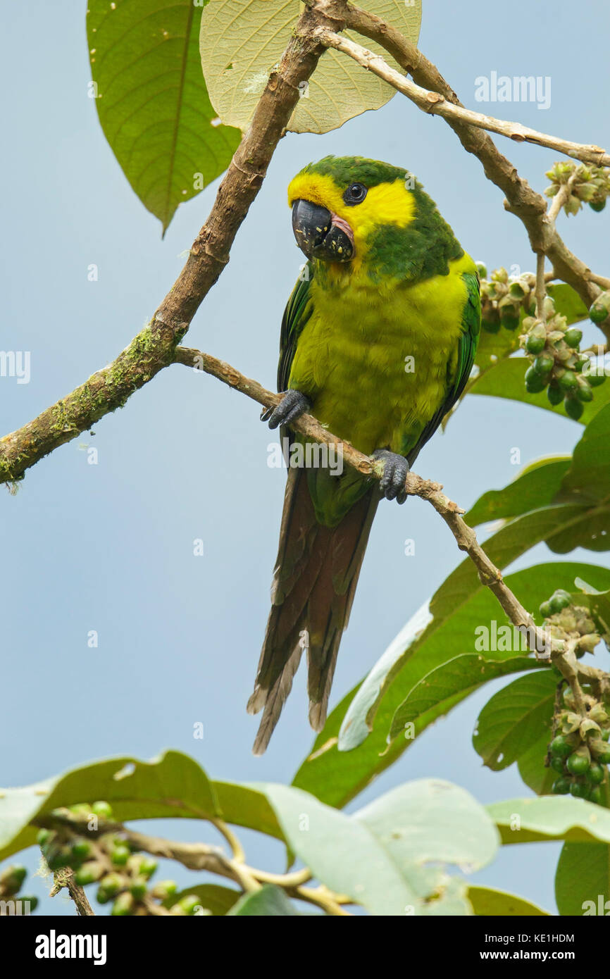 Yellow-eared Parrot (Ognorhynchus icterotis) perched on a branch in the Andes Mountains of Colombia. Stock Photo