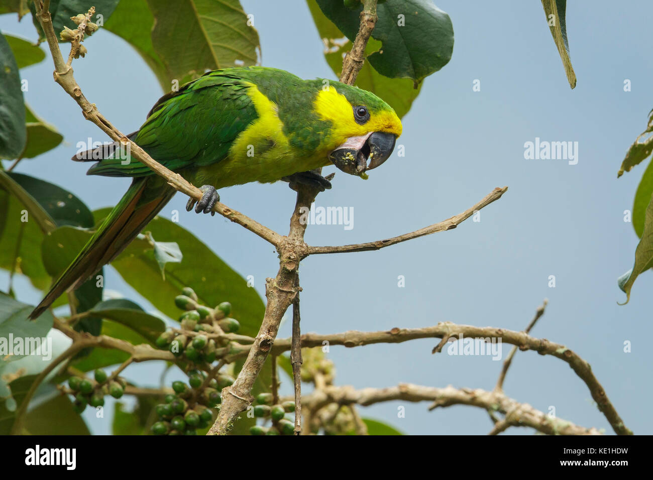 Yellow-eared Parrot (Ognorhynchus icterotis) perched on a branch in the Andes Mountains of Colombia. Stock Photo