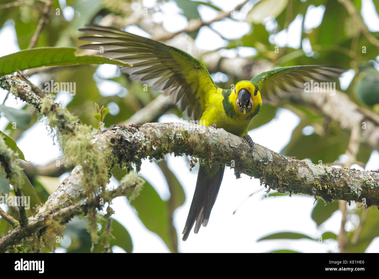 Yellow-eared Parrot (Ognorhynchus icterotis) perched on a branch in the Andes Mountains of Colombia. Stock Photo