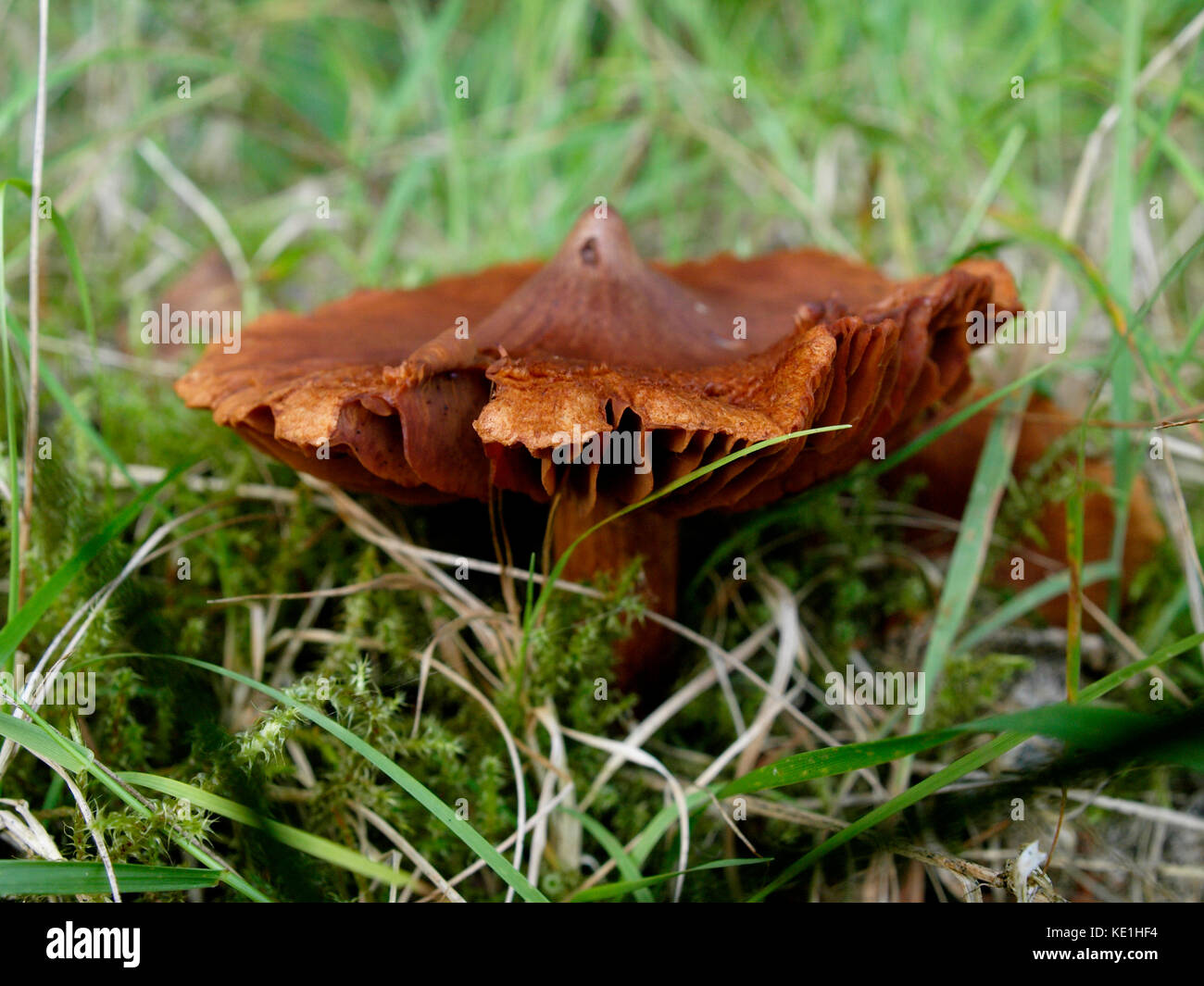 Cortinarius, Webcap fungi, UK Stock Photo