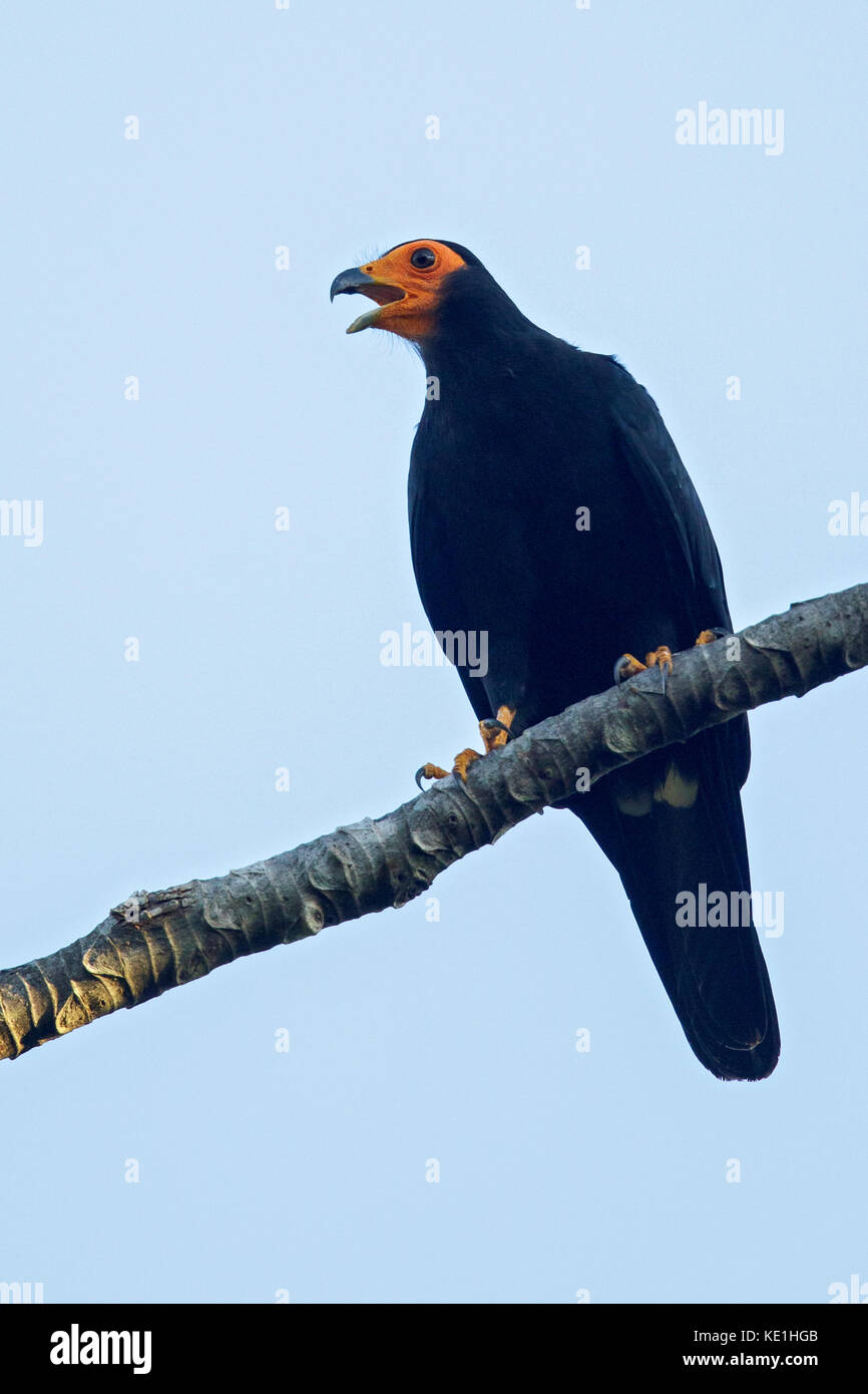 Black Caracara (Daptrius ater) perched on a branch in the rainforest of Guyana. Stock Photo