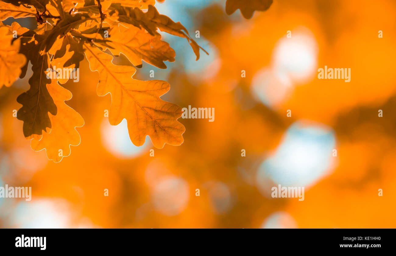 Colorful autumn oak leaves hi-res stock photography and images - Alamy