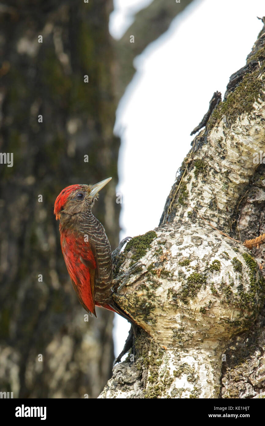 Blood-colored Woodpecker (Veniliornis sanguineus) perched on a branch in Guyana. Stock Photo