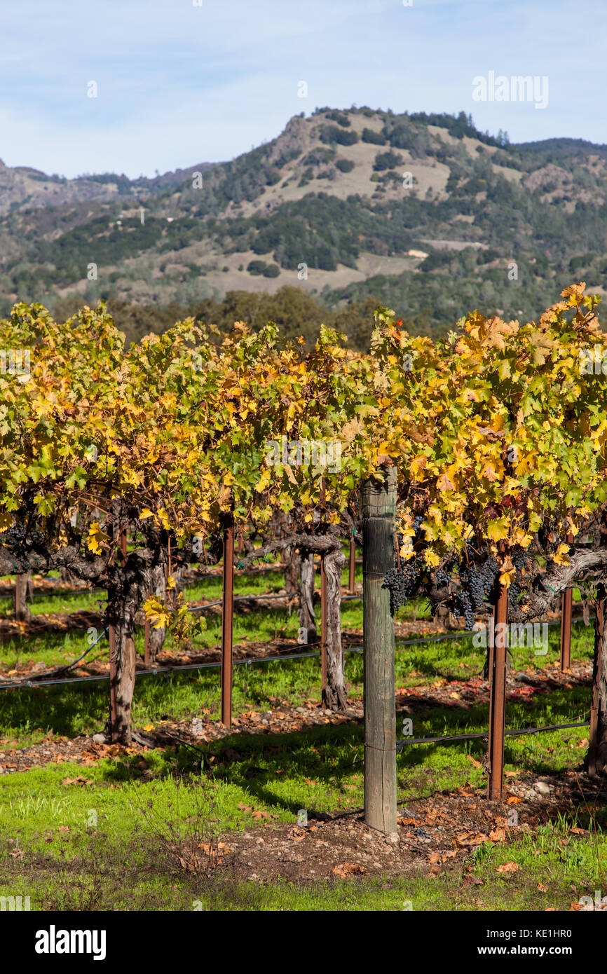 Several groups of ripe purple grapes hang on vines displaying  autumn leaves with a mountain background in Napa Valley, California. Stock Photo