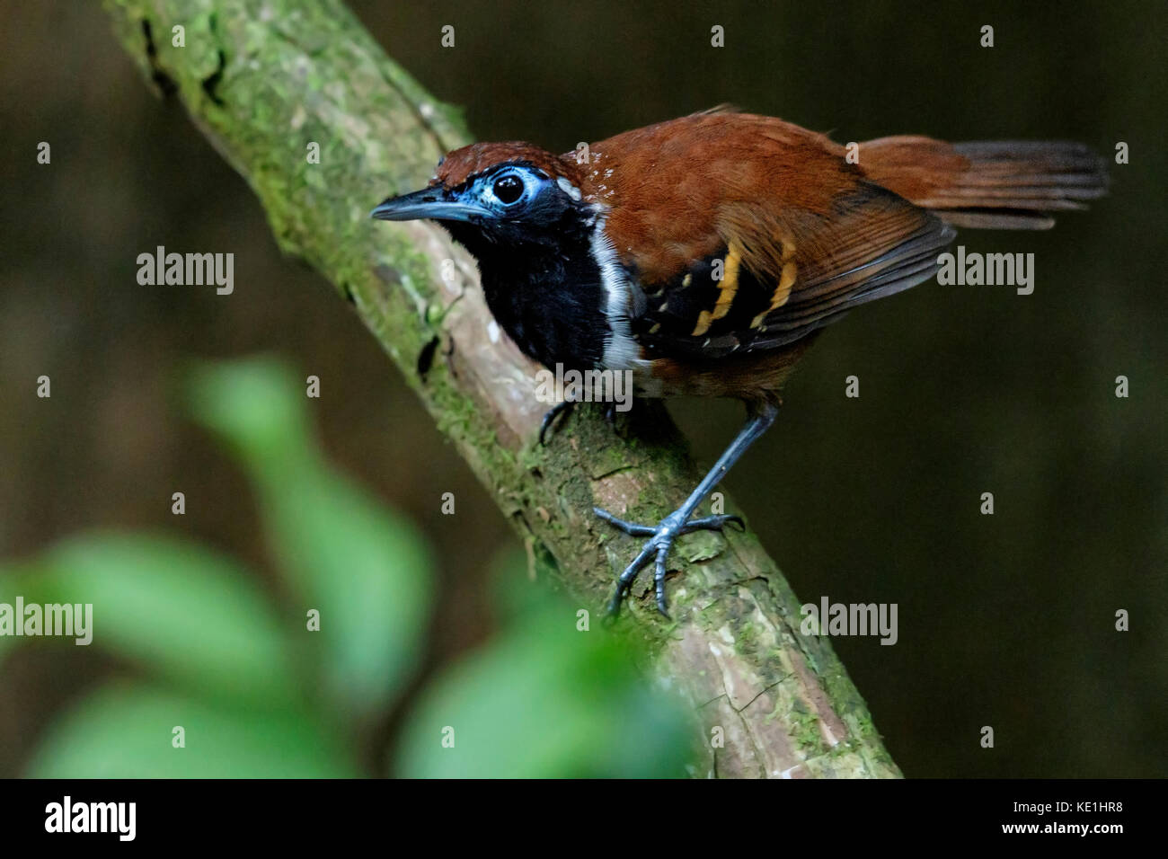 Ferruginous-backed Antbird (Myrmeciza ferruginea) perched on a branch in the rainforest of Guyana. Stock Photo