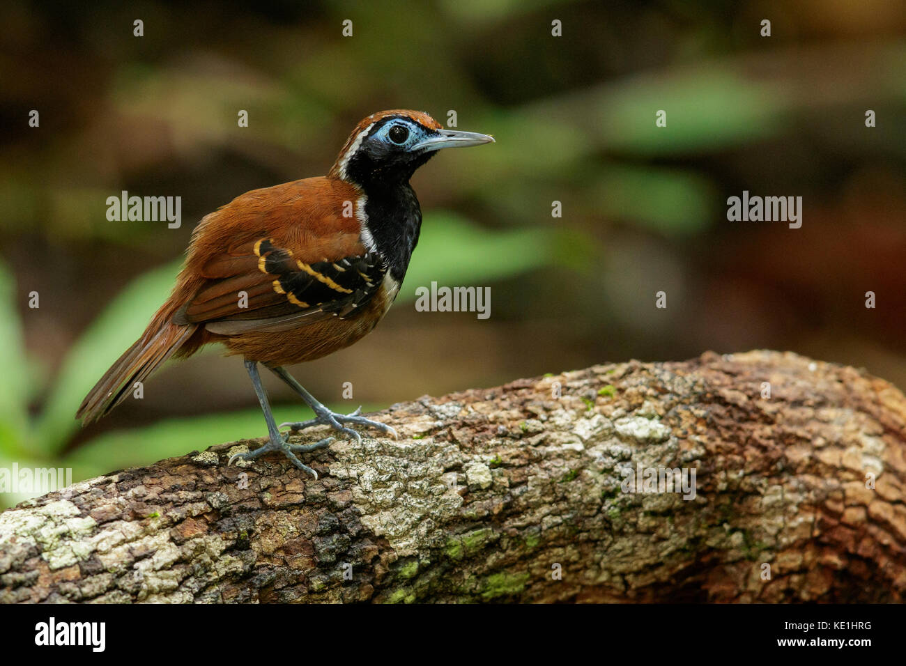 Ferruginous-backed Antbird (Myrmeciza ferruginea) perched on a branch in the rainforest of Guyana. Stock Photo