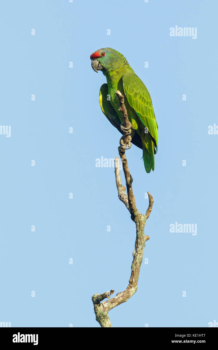 Festive Parrot (Amazona festiva) perched on a branch in the rainforest of Guyana. Stock Photo
