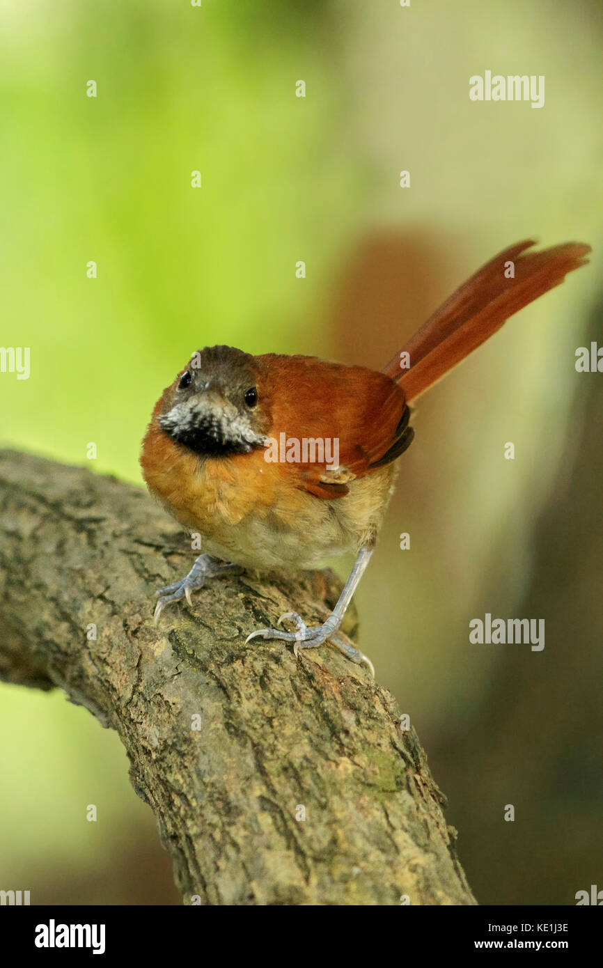 Hoary-throated Spinetail (Synallaxis kollari) perched on a branch in the grasslands of Guyana. Stock Photo