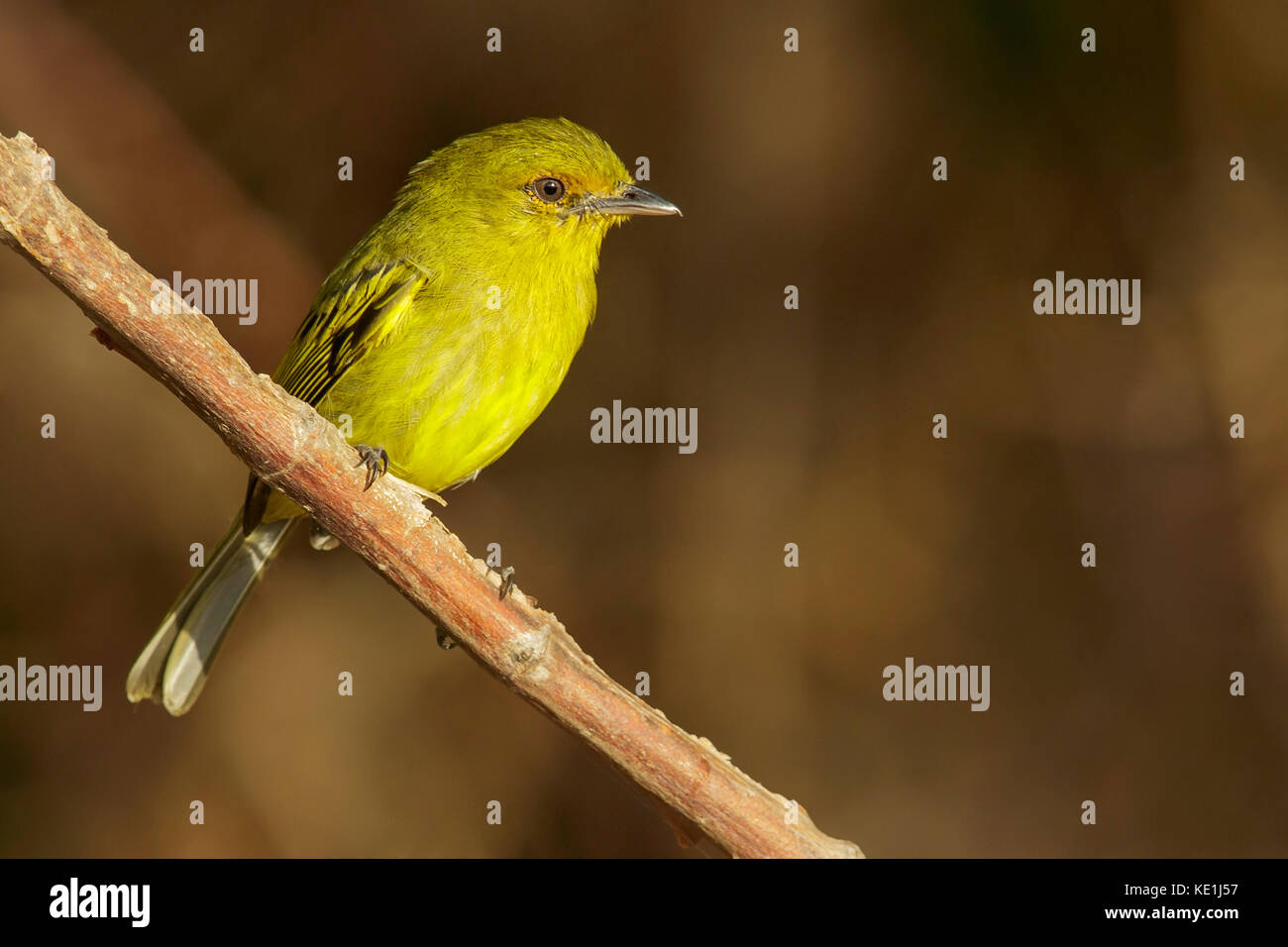 Ochre-lored Flycatcher (Tolmomyias flaviventris) perched on a branch in the grasslands of Guyana. Stock Photo