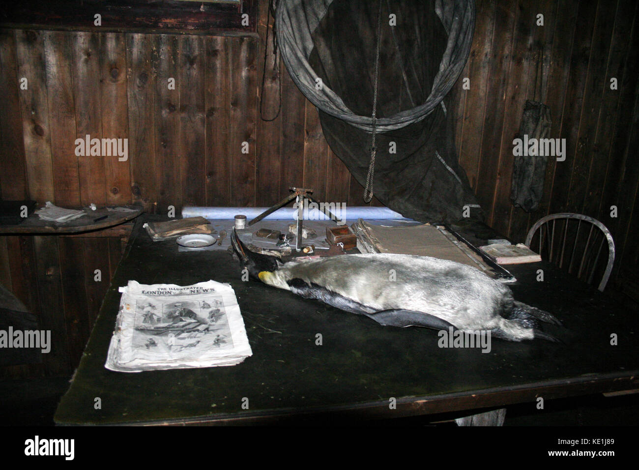 Emperor Penguin on a dissecting table in Captain Scott's hut at McMurdo ...