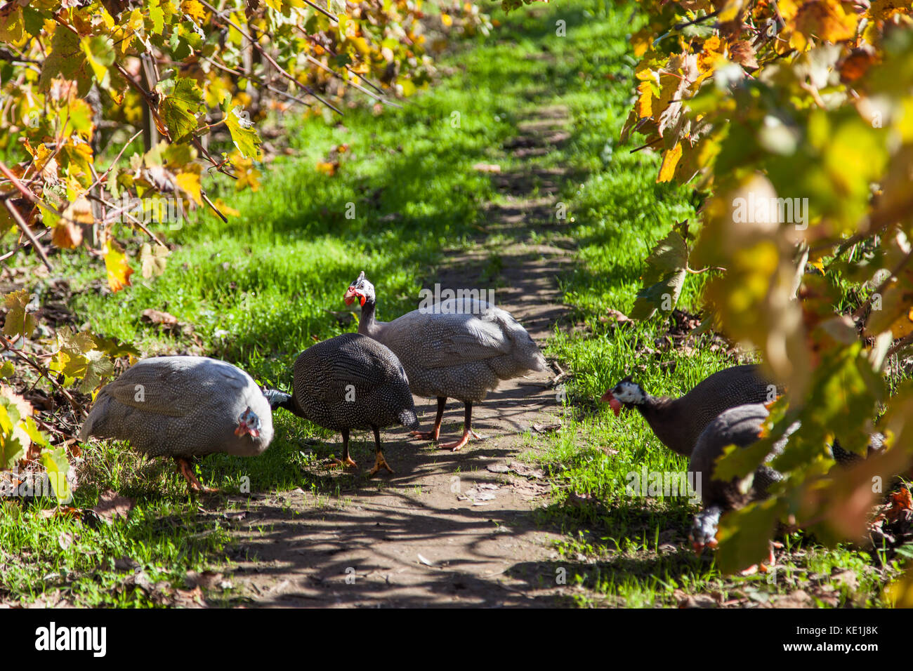 A group of Guiena fowl or chickens are eating seeds and bugs in a vineyard in the fall. Stock Photo