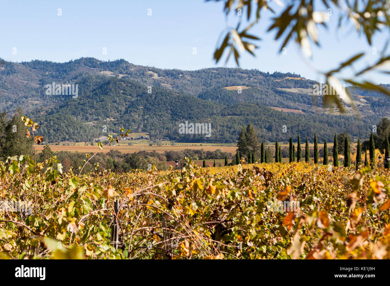 A fall landscape of Napa Valley with changing grape leaves in the valley and surrounding mountains. Stock Photo