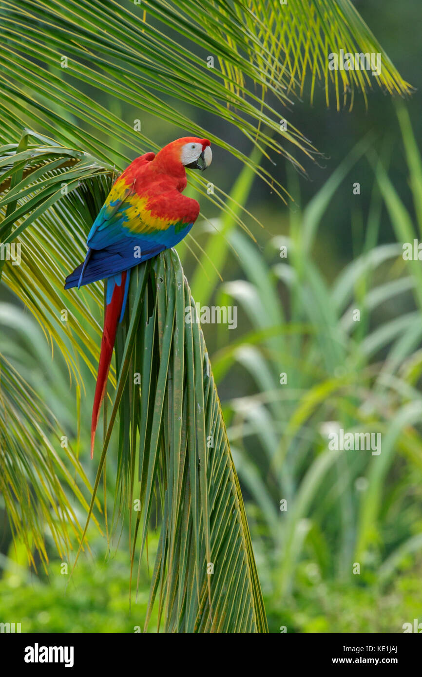 Scarlet Macaw (Ara macao) perched on a branch in the rainforest of Guyana. Stock Photo