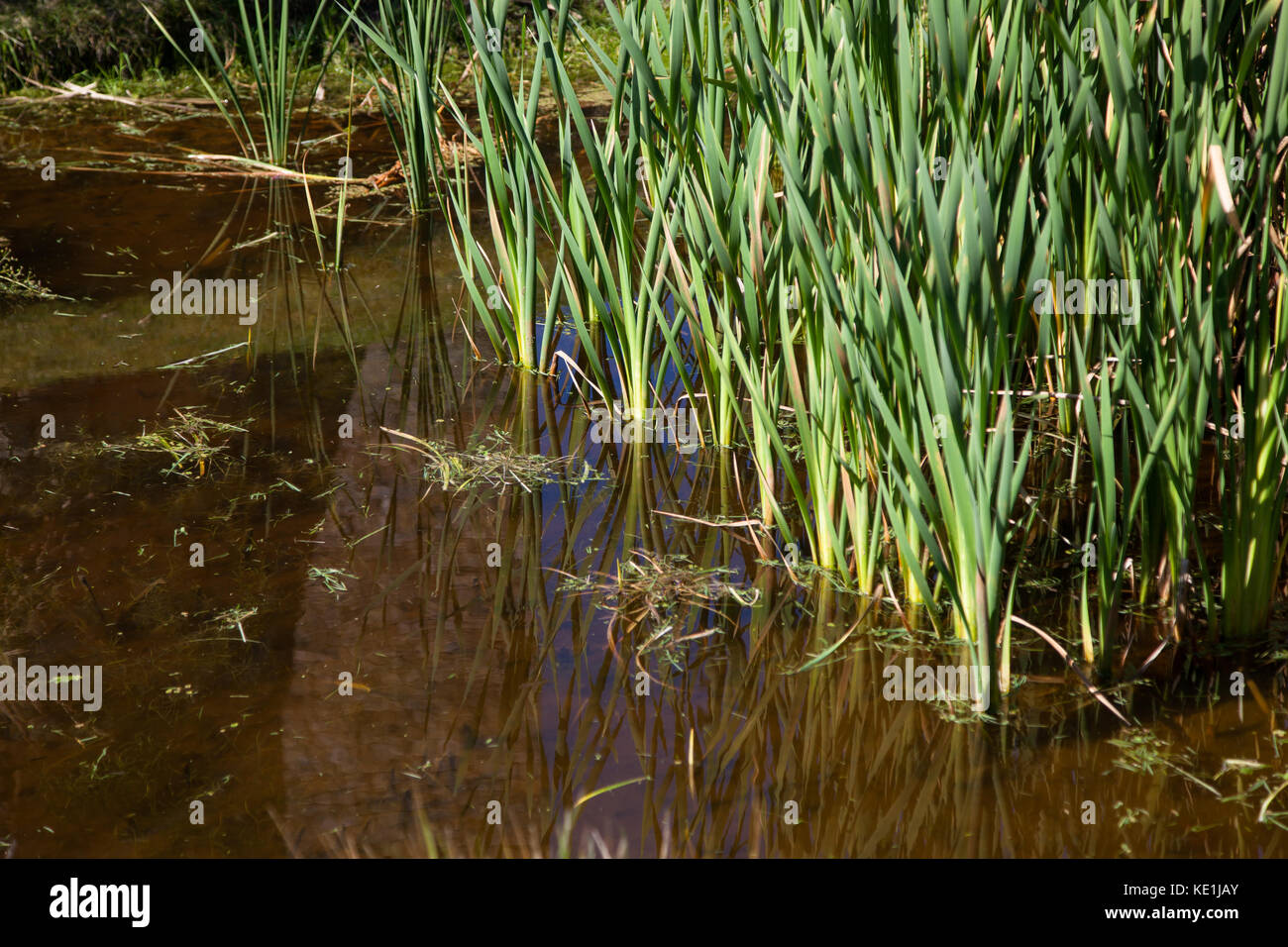 A Shallow Pond With Green Reed Grass Growing On The Edge As Landscaping Stock Photo Alamy