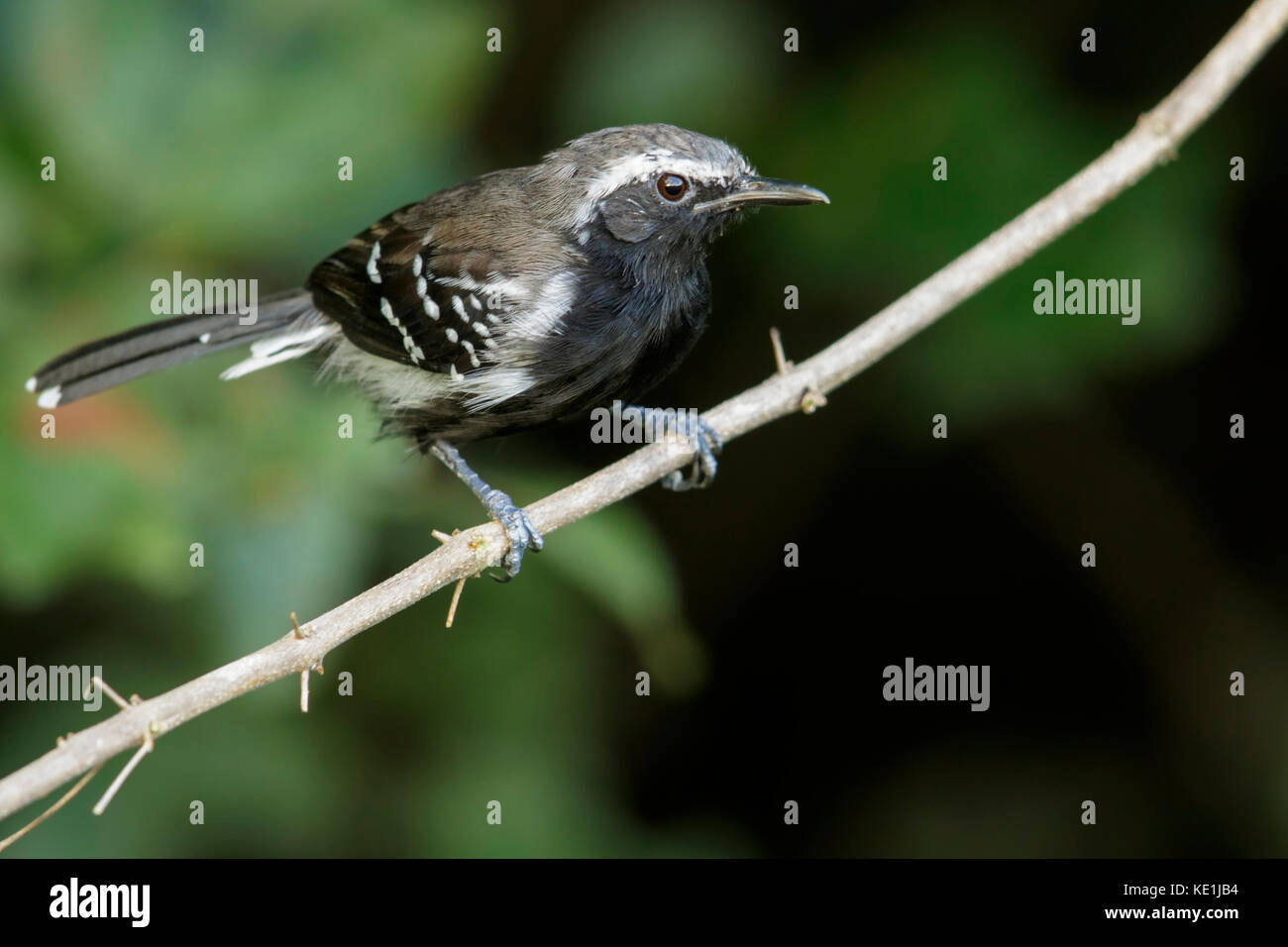 Southern White-fringed Antwren (Formicivora grisea) perched on a branch in the grasslands of Guyana. Stock Photo
