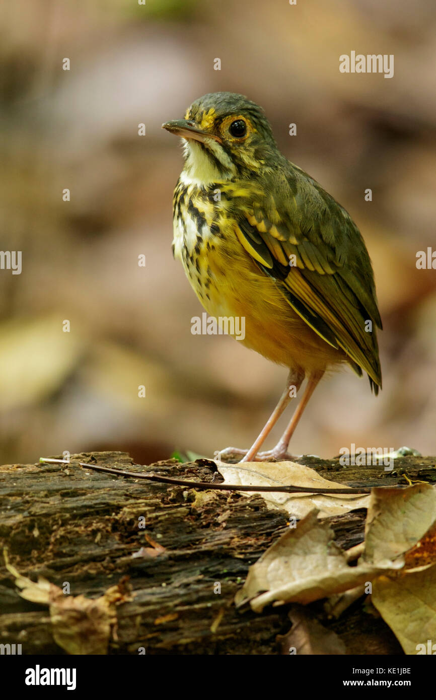 Spotted Antpitta (Hylopezus macularius) perched on a branch in the rainforest of Guyana. Stock Photo