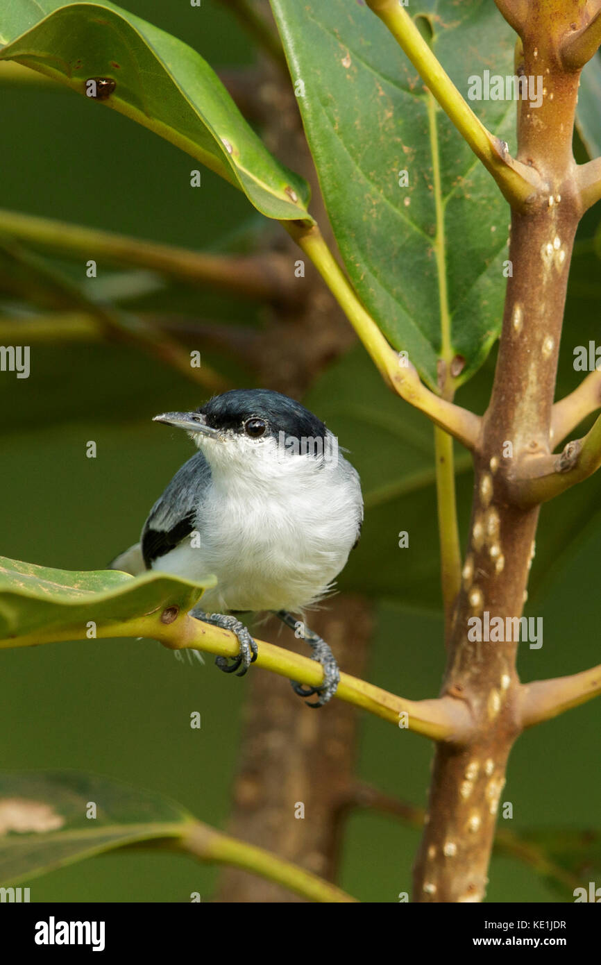 Tropical Gnatcatcher (Polioptila plumbea) perched on a branch in the rainforest of Guyana. Stock Photo