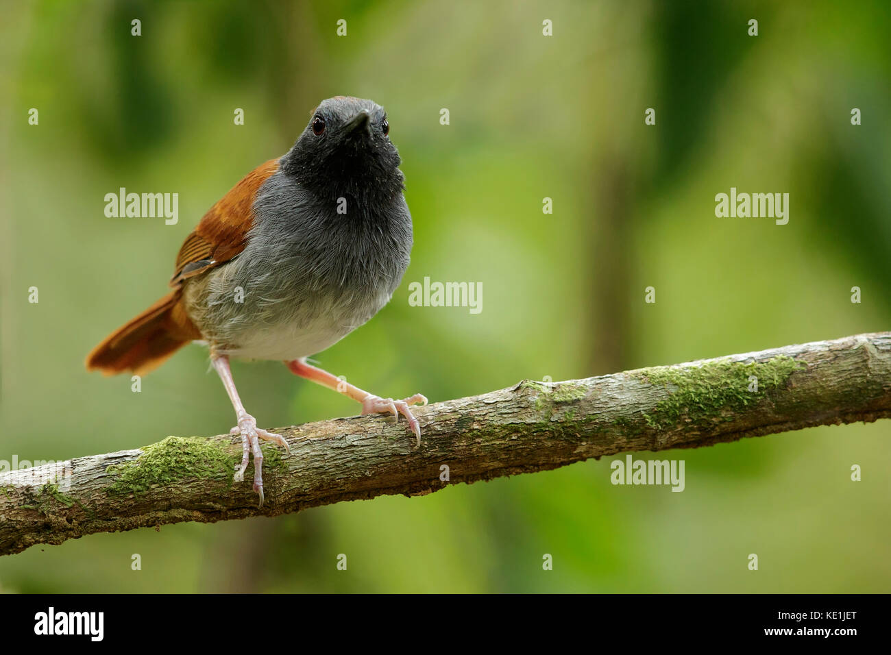 White-bellied Antbird (Myrmeciza longipes) perched on a branch in the grasslands of Guyana. Stock Photo