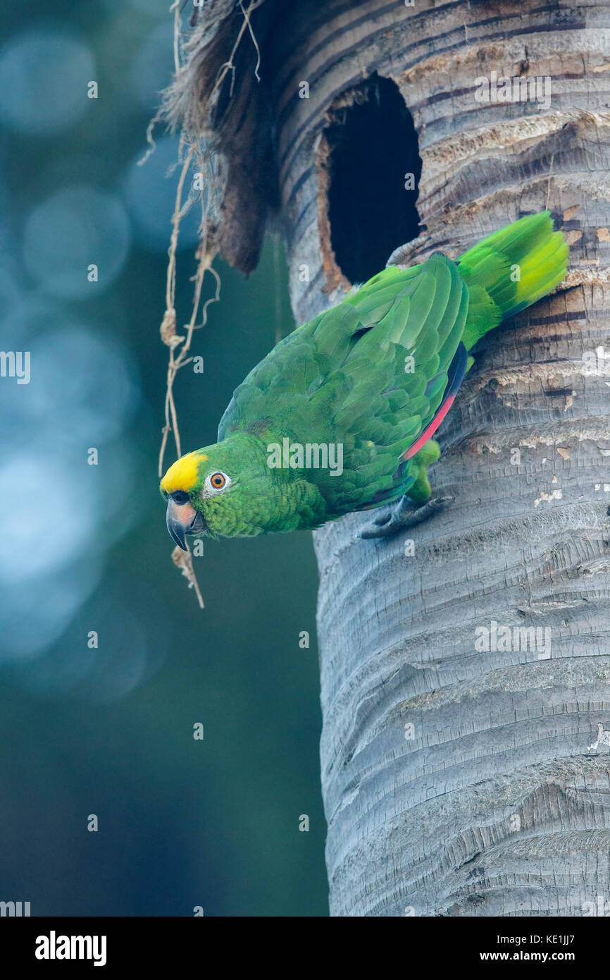 Yellow-crowned Amazon (Amazona ochrocephala) perched on a branch in the rainforest of Guyana. Stock Photo