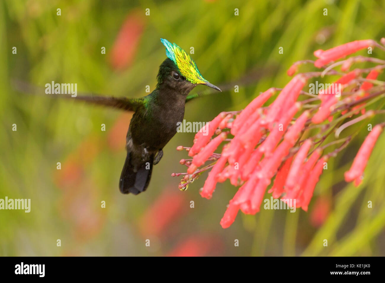 Antillean crested hummingbird (Orthorhyncus cristatus) flying and feeding at a flower on the Caribbean Island of Martinique. Stock Photo