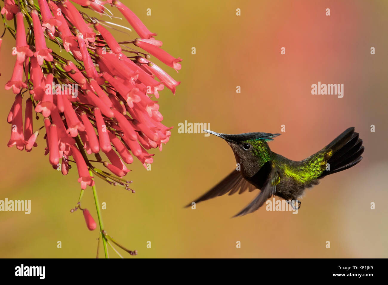 Antillean crested hummingbird (Orthorhyncus cristatus) flying and feeding at a flower on the Caribbean Island of Martinique. Stock Photo