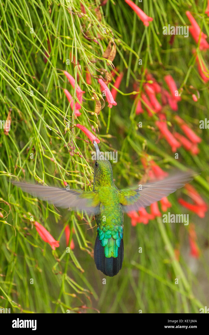 Green-throated Carib (Eulampis holosericeus) flying and feeding at a flower on the Caribbean Island of Martinique. Stock Photo