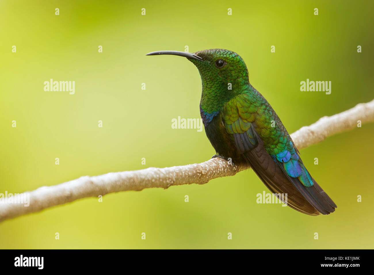 Green-throated Carib (Eulampis holosericeus) perched on a branch on the Caribbean Island of Martinique. Stock Photo