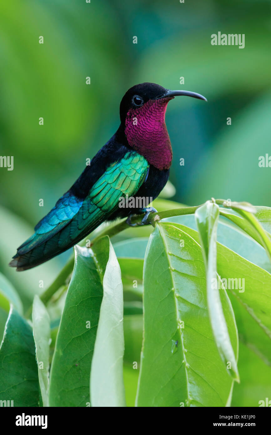Purple-throated Carib (Eulampis jugularis) perched on a branch on the Caribbean Island of Martinique. Stock Photo