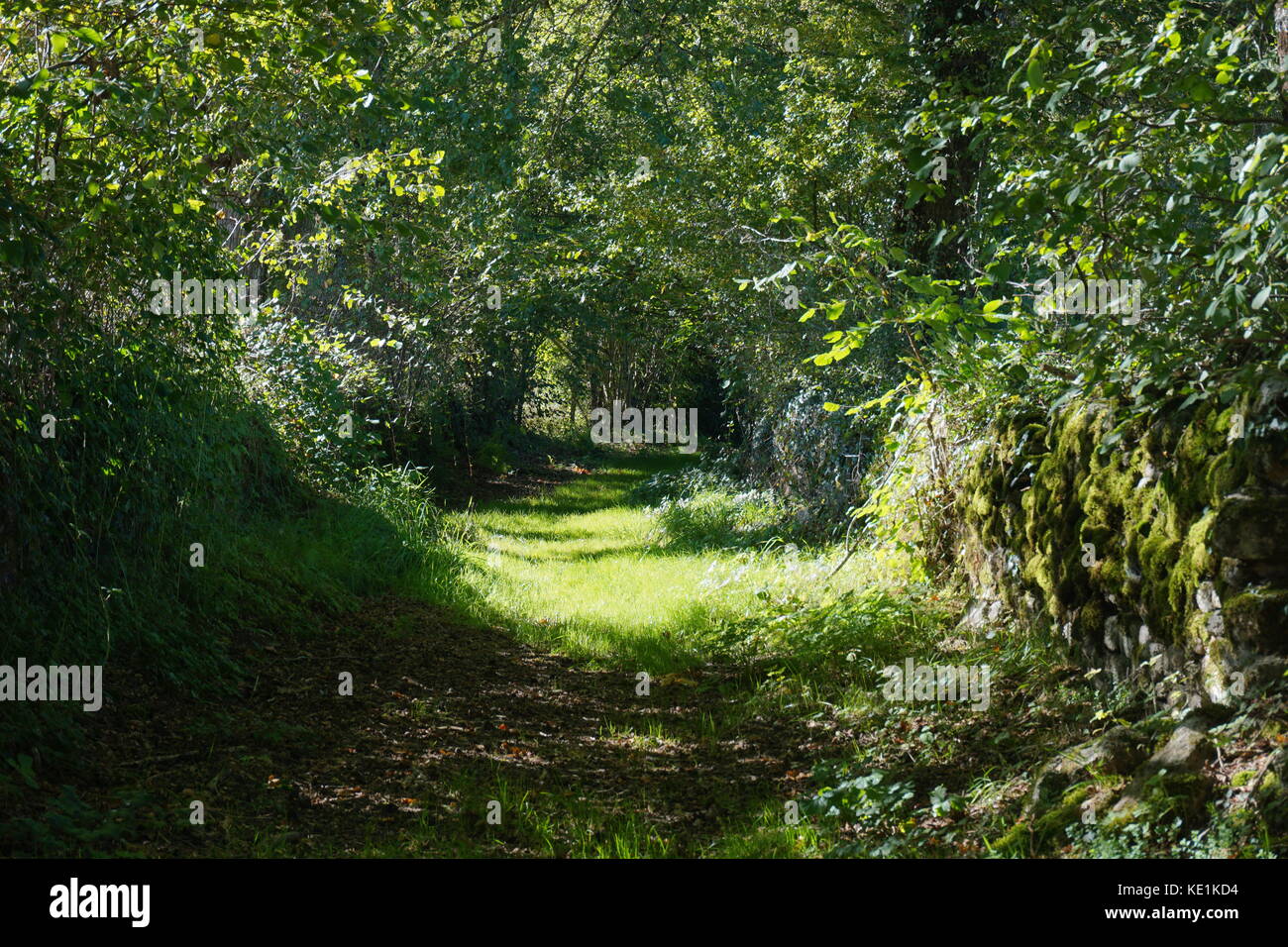 Green footpath and lush foliage in the French countryside, Mortemart, Haute-Vienne, Limousin Stock Photo