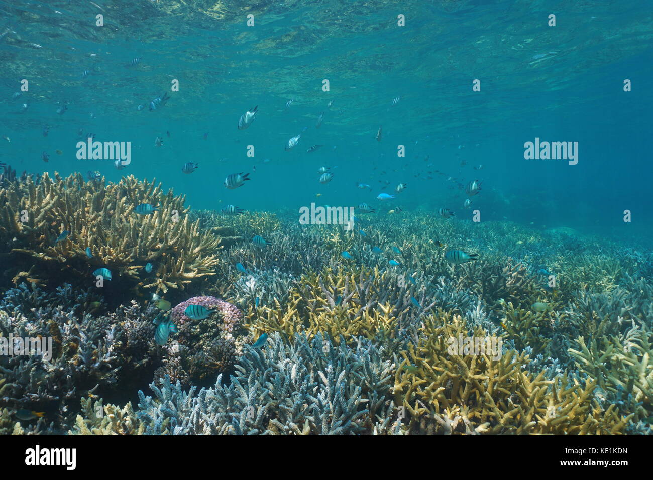 School of fish damselfish on a thriving coral reef underwater in the lagoon of Grand Terre island in New Caledonia, south Pacific ocean Stock Photo