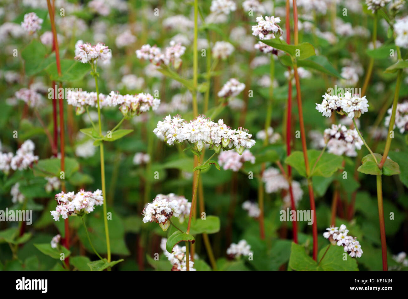 flowering buckwheat field Stock Photo Alamy