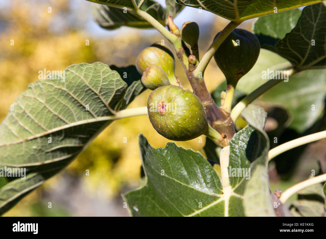Fig Cycle Life cycle of a bulb hi-res stock photography and images - Alamy