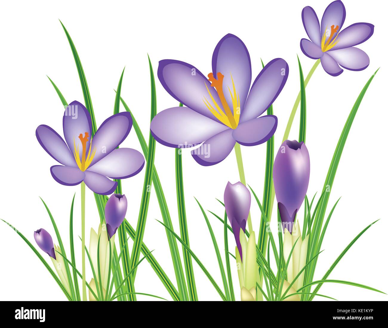 spring crocus flowers, vector illustration Stock Vector