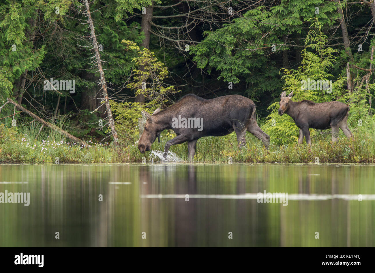 Cow Moose and Calf feeding along the waters edge in Rural Ontario, Canada Stock Photo
