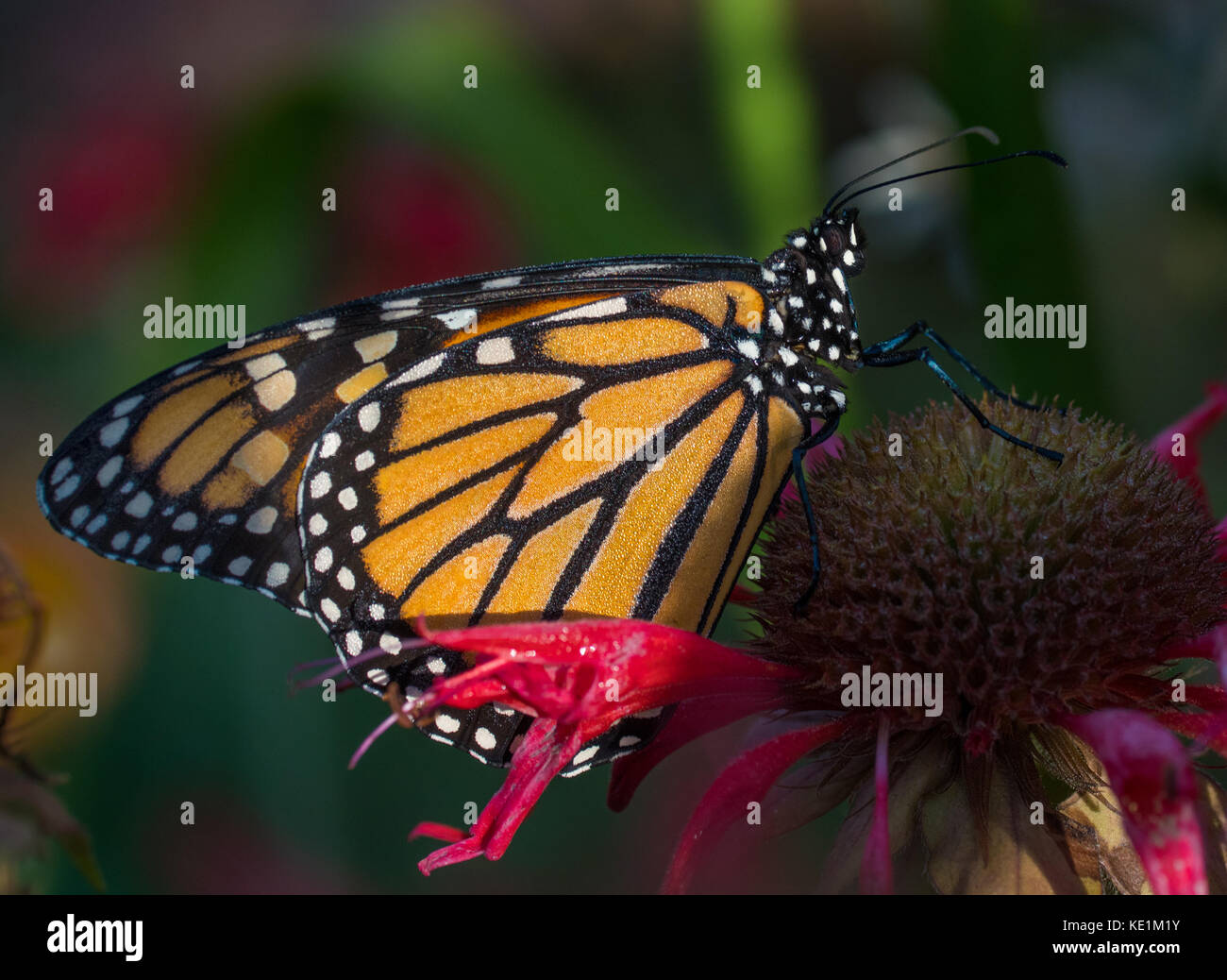 monarch butterfly on a dew covered red monarda flower in the early morning light Ontario, Canada Stock Photo