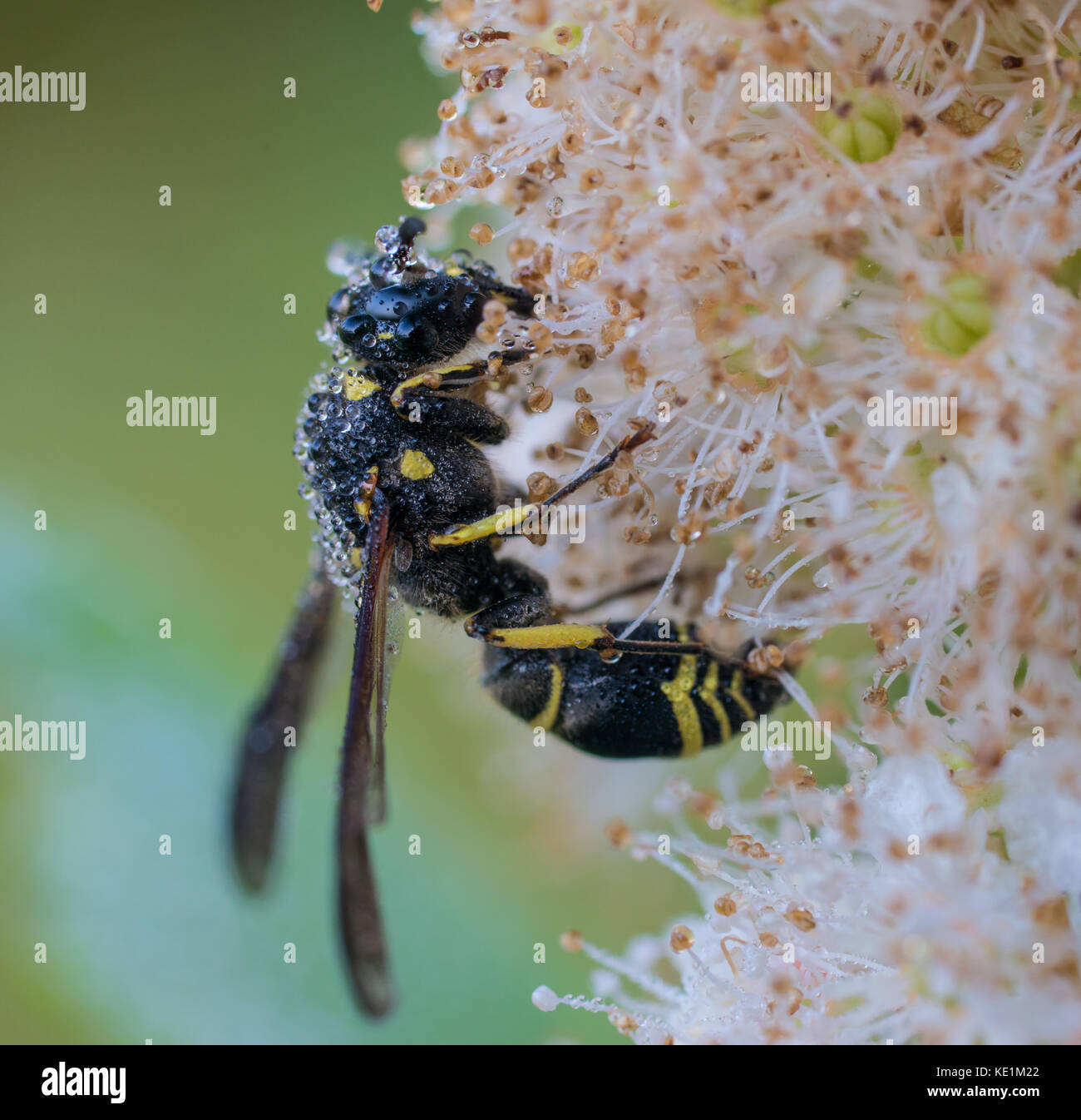 Potter Wasp, Eumenes fraternus on dew covered flower North Eastern Ontario, Canada Stock Photo