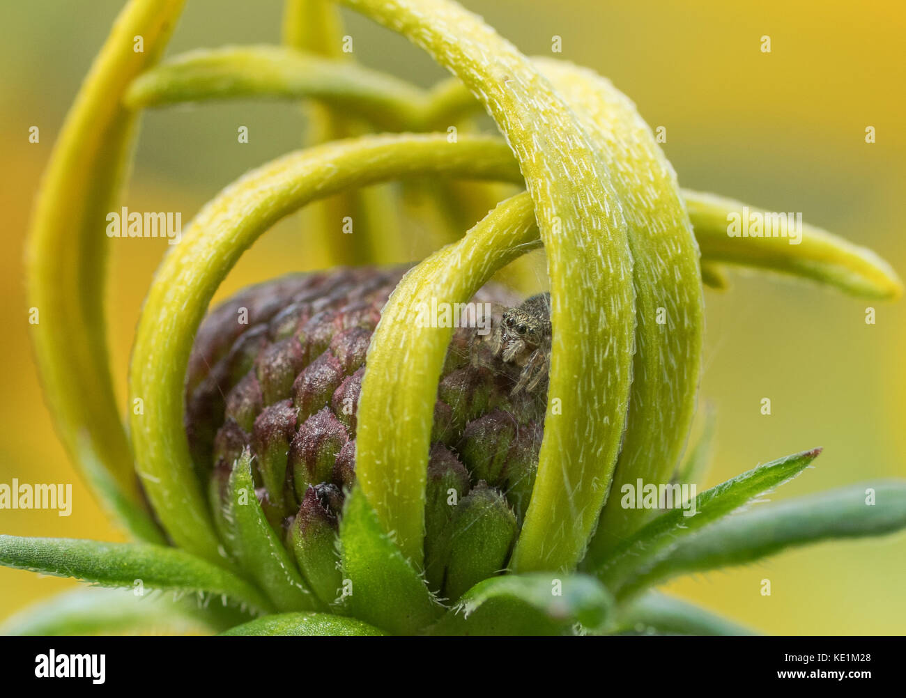 Metaphid Jumping Spider, Metaphidippus spp. perched on a Black-eyed Susan Bud, North Eastern Ontario, Canada Stock Photo