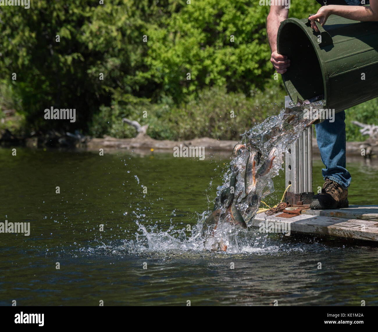 MNR stocking Speckled Trout, Ontario, Canada Stock Photo