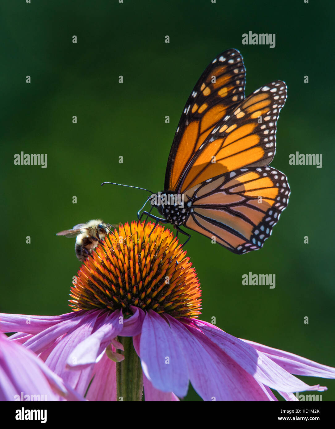 Monarch Butterfly and Honey Bee on a purple cone flower Stock Photo